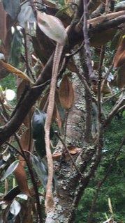 Virginia Beach snake skin